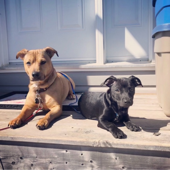 Meet your Posher, Dana - Picture 5 of 5